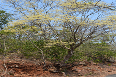 Chloroxylon swietenia